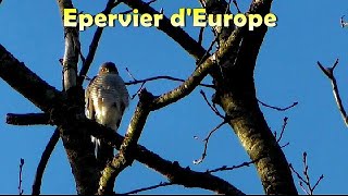 EPERVIER dEUROPE  Cris de Perruches à collier [upl. by Endor]