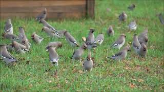 Waxwings [upl. by Trude591]