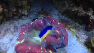 Brain Coral eating Azure Damselfish Part 2 [upl. by Strage966]