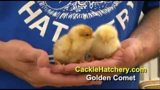 Golden Comet Chicken Breed  Baby Chicks  Cackle Hatchery [upl. by Wehhtam]