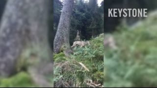 Wolf im Glarnerland gesichtet  Wolf  Wölfe  Jäger  Videoaufnahme [upl. by Siladnerb]