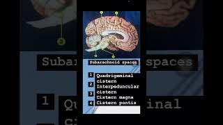 Subarachnoid space usmle neetpg neetpgpreperation anatomy cns medicalstudent mbbs [upl. by Harrington]