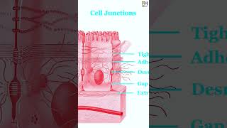 E03 Epithelial Tissue Simple Stratified Epithelium HiBody101 Histology amp Biology of Organ System [upl. by Pfosi]