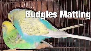 Budgies Mating Call Sound in Cage  Parakeets Mating call sound in Cage  KichirMichir [upl. by Tat371]