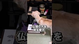 亡き父の仏壇から離れようとしない愛犬 保護犬 犬 shorts [upl. by Hcurob]