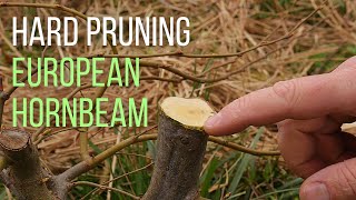 Hard pruning an European hornbeam Carpinus betulus pre bonsai [upl. by Atinuaj]