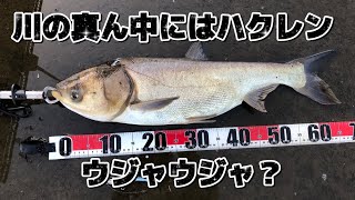 70cmと60cmのハクレン！春の小貝川！ [upl. by Tillinger]