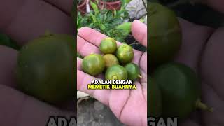 Cara Penjagaan Asas Pokok Buah Limau Secara Organik [upl. by Harlan]