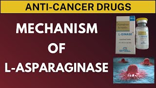 Mechanism of Action of LAsparaginase Anticancer Drug [upl. by Bugbee]