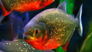 Пиранья краснобрюхая  Red Bellied Piranha Энциклопедия животных [upl. by Mal]