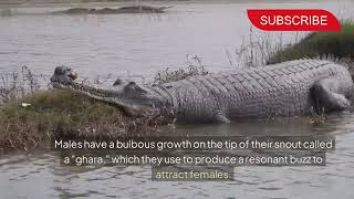 Rarely Seen Animals Fascinating Facts About Gharials [upl. by Yticilef577]