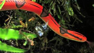 3 Minute Species  Thai Bamboo Ratsnake Oreocryptophis porphyracea coxi [upl. by Singhal]