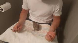 Baby Dove  Pigeon First Syringe Hand Feeding  How To [upl. by Rramahs963]