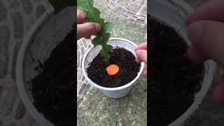 Gerbera flower propagation process at home [upl. by Upali]