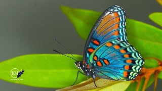 RED SPOTTED PURPLE BUTTERFLY [upl. by Eniamart]