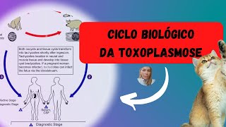 Ciclo Biológico da Toxoplasmose [upl. by Campagna15]