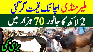 Malir Maweshi mandi Sasta soda 2024 Sasta tareen Janwar mil gya Malir Mandi today Prices [upl. by Jamima]