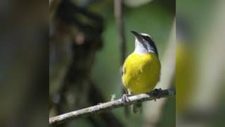 Canto de sibite para esquentar o seu 🐦💥 [upl. by Wolbrom754]