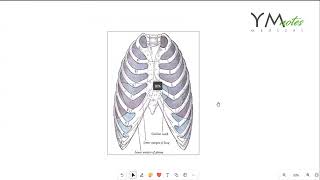 Tracheobronchial tree and Pleura RES اناتومي [upl. by Latsyrc]