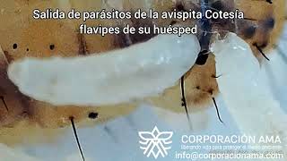 Emergencia de las larvas de Cotesia flavipes de su huésped [upl. by Eadahs]