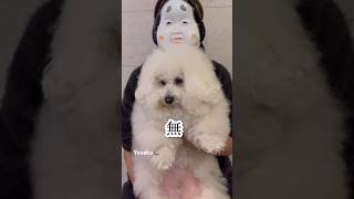 どんな時も冷静な犬‼️よさくママのすっぴん大公開か⁉️笑ビションフリーゼ dog bichonfrise 犬のいる暮らし おもしろ動画 yosaku2019 [upl. by Phia]