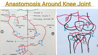 Genicular Anastomosis Anastomosis around knee joint [upl. by Loos]