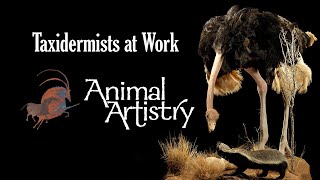 Animal Artistry  Taxidermists at Work [upl. by Natye]