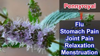 Secret Health Benefits of Pennyroyal [upl. by Eldridge154]