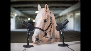 NEIGHSMR aka Horse Eating ASMR [upl. by Lussi]