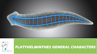 PLATYHELMINTHES GENERAL CHARACTERS [upl. by Nyleaj]