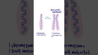 What are chromatids chromatid chromosome celldivision [upl. by Mcbride]