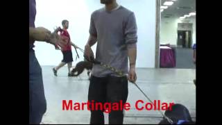 Martingale Collar amp The Ultimate Leash Demo with Cooper [upl. by Ainala]