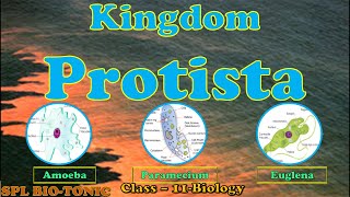 Kingdom ProtistaClassificationsystematics of living organismsSanjay Lad sir Wadia college [upl. by Ecnesse]