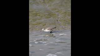 청다리도요Common Greenshank [upl. by Voss]