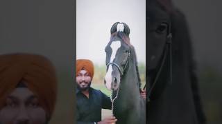 Black stelion horse 🐎 ll Marwadi horse Attitude video 📸📷 horse viralvideo blackhorse trending [upl. by Arual]