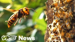 Watch A ‘Murder Hornet’ Destroy An Entire Honeybee Hive [upl. by Eneleh]