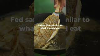 3 Facts about NETUNOs Barramundi Fillets [upl. by Lehacim177]