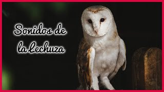 SONIDOS de la LECHUZA 20 Minutos 🦉🎶🔊 [upl. by Chow689]