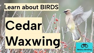 Learn about BIRDS Cedar Waxwing [upl. by Zeta]