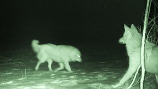 Dogs Who Fight Coyotes vs Scare [upl. by Naux]