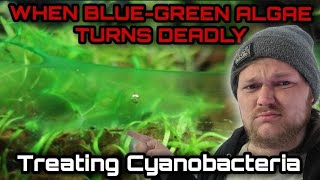 Diagnosing Treating amp Curing Blue Green Algae in Freshwater Aquariums The Danger of Cyanobacteria [upl. by Annahaj117]