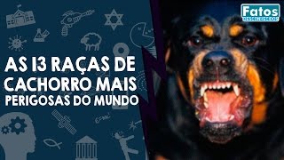 As 13 raças de cachorro mais perigosas do mundo [upl. by Tab]