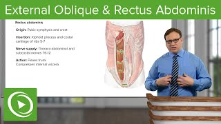 External Oblique amp Rectus Abdominis Muscle – Anatomy  Lecturio [upl. by Zinck326]