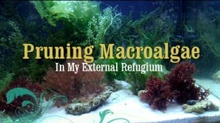 Reef Tank How to Prune Macro Algae in a Refugium [upl. by Yehudit]