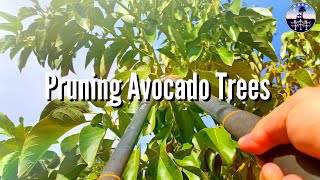 Pruning Avocado Trees High Density Espalier Gardener [upl. by Hsina429]