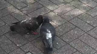 【初めて見た】ハトのディープキス Pigeons Deep Kiss [upl. by Admana895]