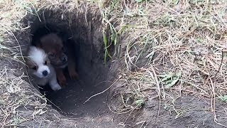 Before the Polar Vortex of 40 Degrees a Litter of Puppies Found in the Wild [upl. by Hornstein]