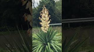 Beautiful Yucca Filamentosa flowers viralshorts trendingshorts [upl. by Etteiluj810]