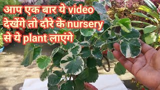 How to grow and care Aralia plant  Aralia plant benefits  Aralia variety  Indoor Plants [upl. by Noleta]