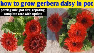 how to grow gerbera winter flower in pot  gerbera daisy growing tips  gardening4u11 [upl. by Xenophon]